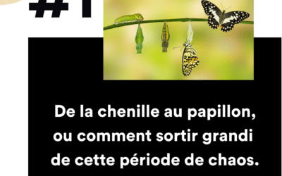 De la chenille au papillon